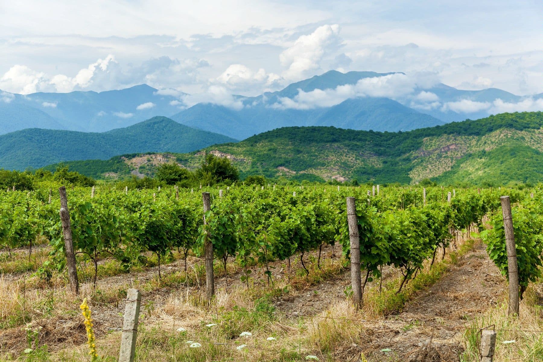 Vineyard valleys and the Caucasus mountains in Kakheti, Georgia